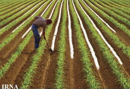 بیمه کشاورزی با امنیت غذایی ارتباط مستقیم دارد/ ایران جزو 10 کشور پرریسک کشاورزی