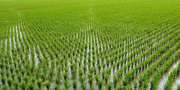 افزایش 4 برابری سطح کشت برنج در استان‌های جنوبی/ قیمت برنج پایین می‌آید