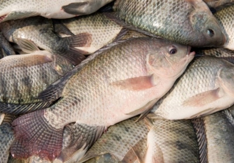 مخالفت سازمان محیط زیست برای توسعه پرورش ماهی تیلاپیلا