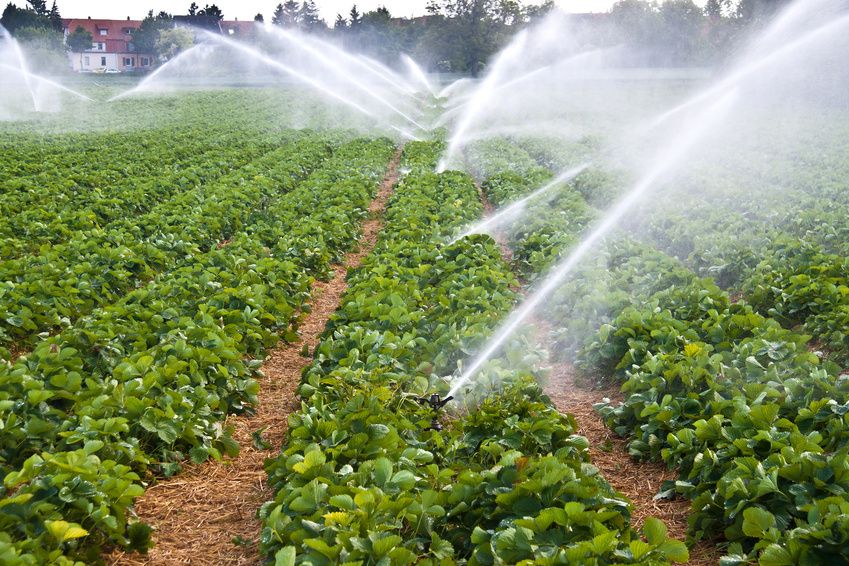 افزایش راندمان آبیاری در کشاورزی به ۴۴ درصد رسید