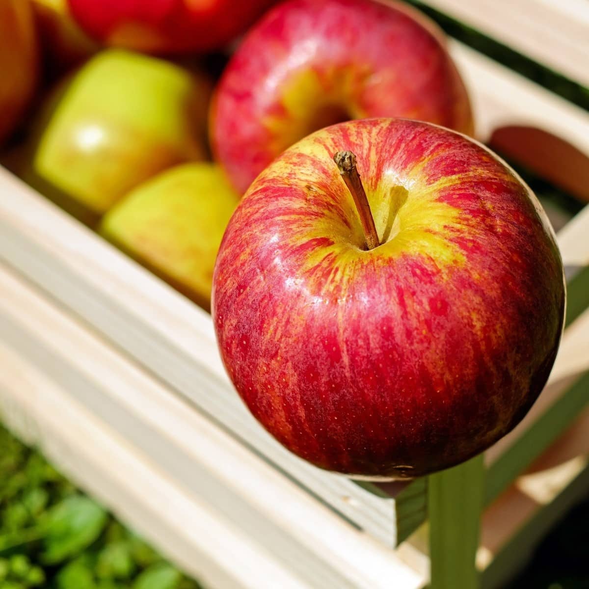 رفع موانع صادرات سیب از سوی وزارت جهاد کشاورزی