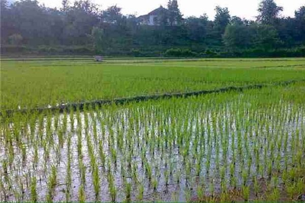 برنج جدید به شالیزارهای شمال کشور می آید