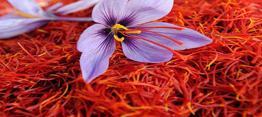۴۰ درصد از زعفران ایران با کیفیت عالی خشک می شود