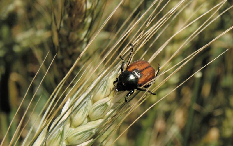 توصیه‌های فنی برای مبارزه با سوسک‌های سیاه و قهوه‌ای گندم