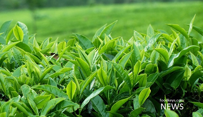 تولید چای 60 درصد افزایش یافت