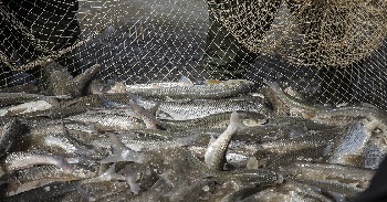 صید بالغ بر یکهزار تن انواع ماهیان استخوانی در گیلان