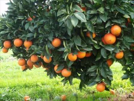 آغاز خرید و ذخیره سازی پرتقال شب عید از یکم دی ماه/ خرید تضمینی 15 هزارتن پرتقال سرمازده