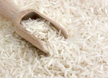 اعلام کشت 2 رقم جدید برنج توسط موسسه تحقیقات