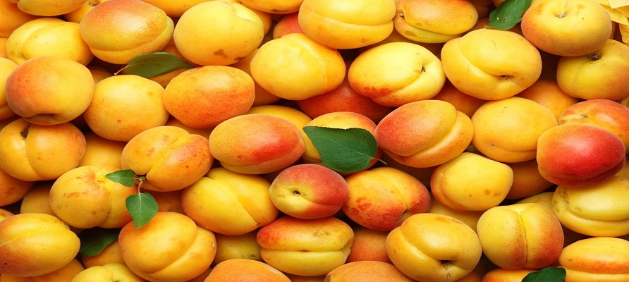 پیش بینی برداشت ۲۷ هزار تن زردآلو از باغات آذربایجان غربی