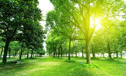 درختان؛ آرشیو زنده تغییرات اقلیمی و محیطی