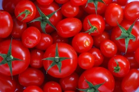 خرید حمایتی گوجه فرنگی با قیمت ۱۱۵۰ تومان آغاز شد