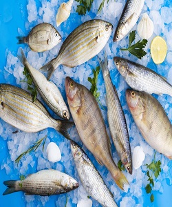 مصرف سرانه ماهی در کشورافزایش یافت