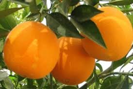 توصیه های ذخیره سازی پرتقال تامسون