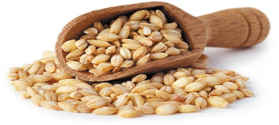 نیاز سالانه ۲ میلیون و ۵۰۰ هزارتن به واردات جو 