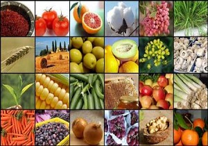صادرات 6 میلیون تن محصول کشاورزی و واردات 3 میلیارد دلاری دانه روغنی به کشور