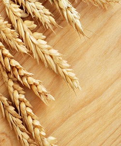 افزایش 26 دلاری قیمت جهانی گندم در یک روز