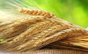 خرید تضمینی ۲.۴ میلیون تن گندم در کشور