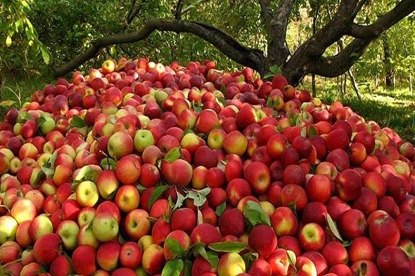 هدر رفت سرمایه ملی در سایه بی توجهی به صادرات محصولات باغی