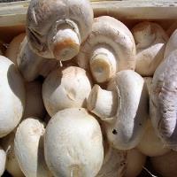 دلایل افت تولید قارچ در کشور