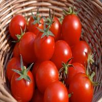 سالیانه ۱۷۳ هزار تن محصول گوجه فرنگی در آذربایجان شرقی  تولید می شود
