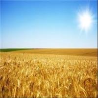 میزان تولید گندم 2.5 میلیون تن افزون بر نیاز کشور است