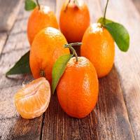  80 تن نارنگی به روسیه صادر شد