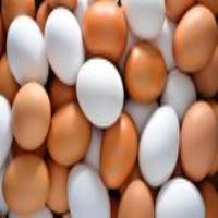 ایران پنجمین تولید کننده تخم‌ مرغ در آسیا