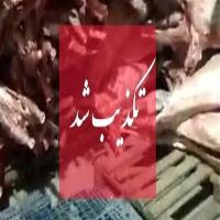 واردات گوشت حرام تکذیب شد