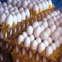 صادرات تخم مرغ از سرگرفته شد