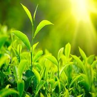 کاهش ۱۴ درصدی خرید تضمینی برگ سبز چای