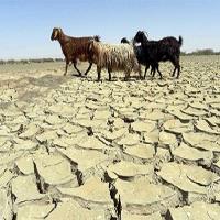 خشکسالی فراگیر در سال جاری صنعت دامداری را تهدید می‌کند
