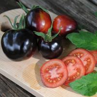 اخذ عوارض صادرات در پیک برداشت گوجه فرنگی