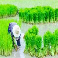 علت خودکفا نبودن ایران در تولید برنج چیست؟