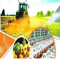 سهم بخش کشاورزی از تولید ناخالص داخلی، حدود ۱۱ درصد است