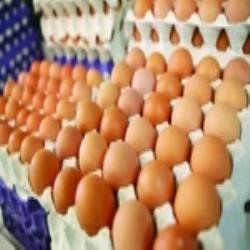 صادرات مرغ و تخم مرغ همچنان بی رمق است